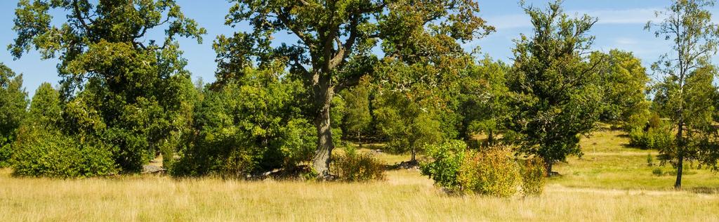 HUR MÅNGA NATURRESERVAT KAN DU CHECKA AV? Genom de naturutflykter som anordnas har du möjlighet att ta del av flera naturreservat och du kan även på egen hand ge dig ut och kryssa!