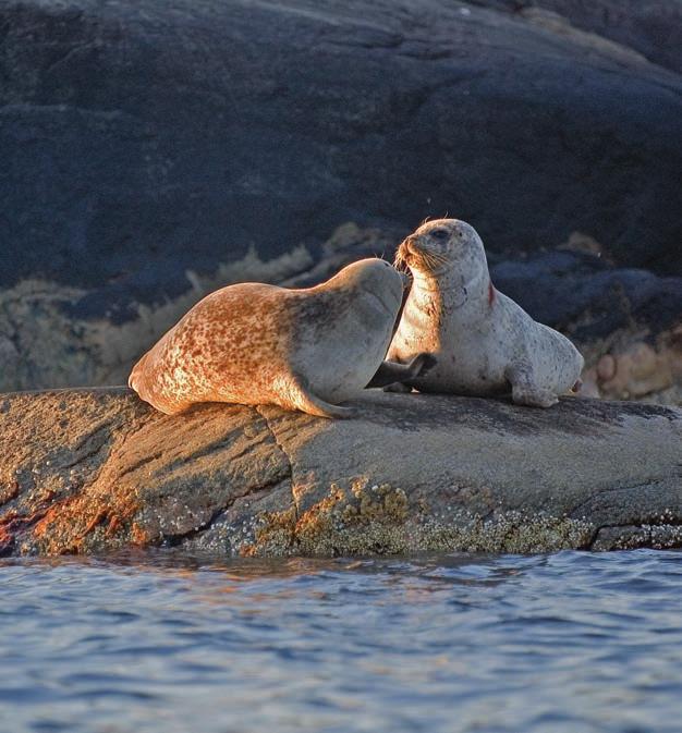 För havet ger oss välfärd det ger oss mat, turism, hälsa och rekreation, det ger oss vår gemensamma kultur, då nu och i framtiden. Hav och land ger oss syre och säkerhet.