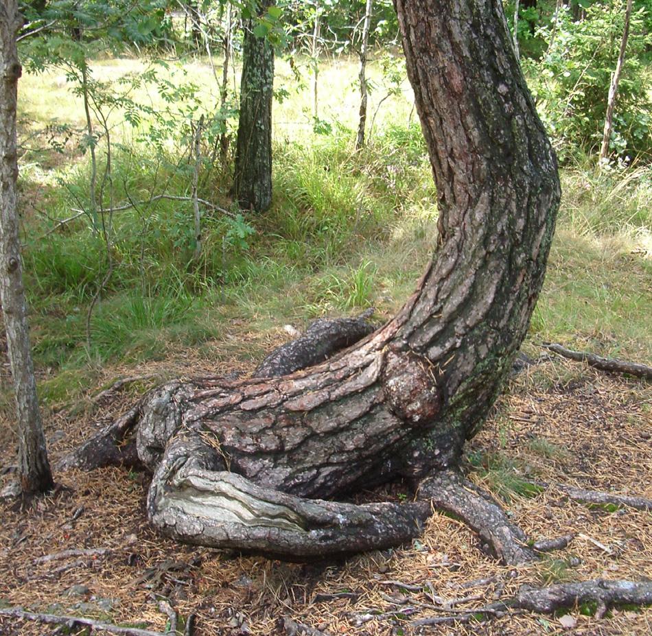 ATT SKAPA PLATSER I NATURMILJÖER 11 De båda exemplen illustrerar hur personalen introducerar olika lekmöjligheter.