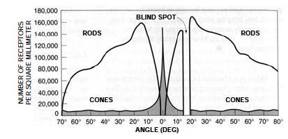 Ögat som sensor Fördelningen av stavar (rods)
