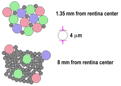 Ögat som sensor Fördelningen av stavar (rods) och tappar (cones) på näthinnan (0 deg = fovea): Tapparna