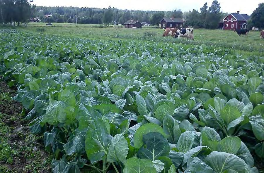 Ekologisk produktion, trädgård