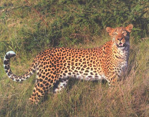 Har vi tur, kan vi under de safariutflykter vi genomför förhoppningsvis se hur leoparden jagar sina byten som mestadels består av antiloper, apor (langurer), påfåglar och orm.