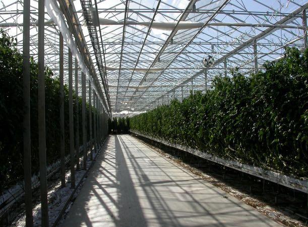 The Greehouse business of today Today 300 hectare of greenhouses 900 businesses Average area per business < 3000 m2 Total turnover 2 billion SEK/per year Employees today 2400 persons Tomorrow
