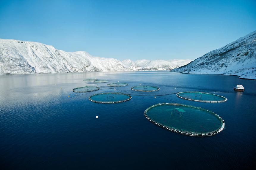 Norge exporterar lax för 63,4 miljarder svenska kronor 2016 Enligt fisketidningen ilaks exporterade Norge lax för över 61 miljarder norska kronor under förra året den högsta siffran som någonsin