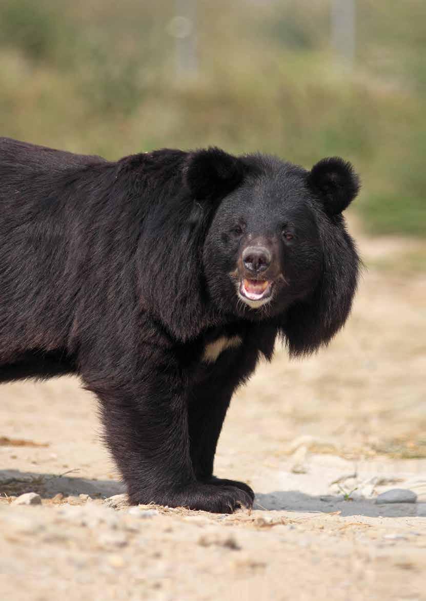 Vår & Sommar 2017 Nr 48 Flera björnar räddade TripAdvisor blir djurvänligare!