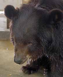 Björnar Björnar Räddade björnar i Asien Nu är Mayas plågade dans över Vi lyckades rädda dansbjörnen Maya, som i åratal har tvingats uppträda inför publik.