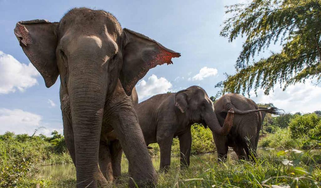 Djurvänlig turism Katherine Connor räddar thailändska elefanter i turistindustrin Katherine Connor från BLES har vigt sitt liv åt att rädda Thailands elefanter från lidande.