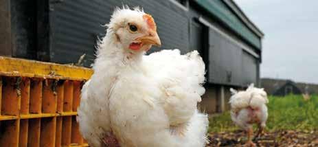 för kycklingarna i leverantörsledet. Panera åtar sig att ge kycklingarna mer utrymme och bättre livsmiljö.