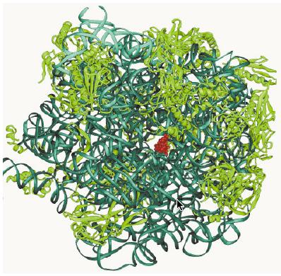 Proteinkristallografi,