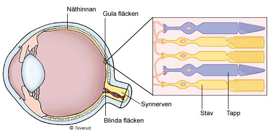 ÖGAT OCH SEENDE Ljuset som når ögat tas emot av ljuskänsliga nervceller på näthinnan. Cellerna skickar signaler till hjärnan som sätter ihop dem till bilder.