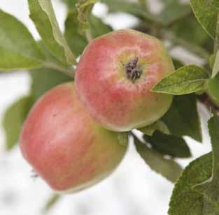 Fakta om terrassmarkiser från moogio: Välj mellan ett tjugotal olika markismodeller Våra unika vävar hindrar smuts från att fastna Upp till 400 vävar att välja bland Går att få i valfri