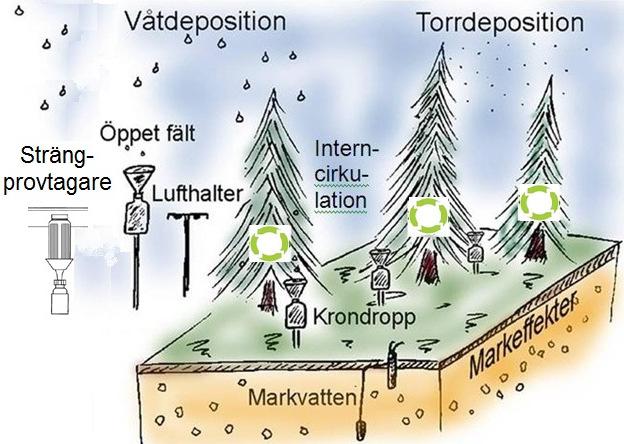 Figur 2. Principskiss för mätningarna som bedrivs inom Krondroppsnätet. Lufthalter mäts på 3 meter över mark. Nedfallet till skogen består av våt- och torrdeposition.