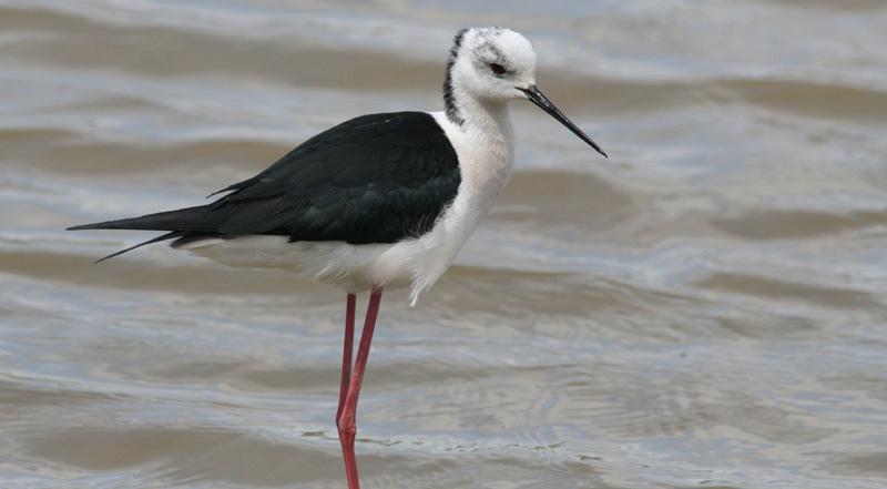 37. Styltlöpare Himantopus himantopus Styltlöpare. Foto: Ann Mari Thorner 38. Tjockfot Burhinus oedicnemus, upp till 10 Albufera 28/4 39. Mindre strandpipare Charadrius dubius 40.