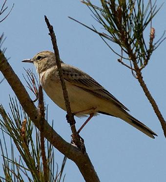 75. Fältpiplärka Anthus campestris 5 Cuberreservoaren 30/4 Fältpiplärka. Foto: Sten Ljungars 76. Gulärla Motacilla flava Ibericus 77.