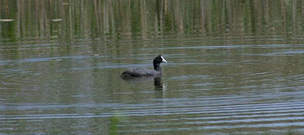 Kamsothöna. Foto: Jeanette Lindkvist 39. Styltlöpare Himantopus himantopus Hundratal s Albufera 40. Tjockfot Burhinus oedicnemus Tiotal s Albufera, Albufereta, 1 Port de Pollença 23/4 41.