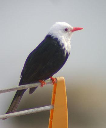 [Black-chested Buzzard-eagle Geranoaetus melanoleucus] 1 Formentor 24/4 och 26/4, burrymling med ursprung i Sydamerika Pedro Foto: Jeanette Lindkvist Pedro, [Black Bulbul Hypsipetes leococephlaus