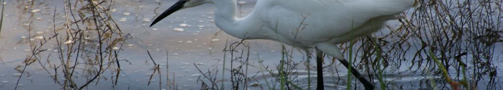 Silkeshäger Egretta garzetta Upp till 50 s Albufera