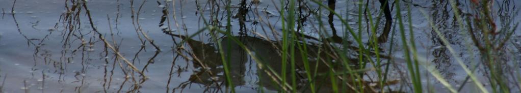 Gråhäger Ardea cinerea Enstaka s Albufera 22.