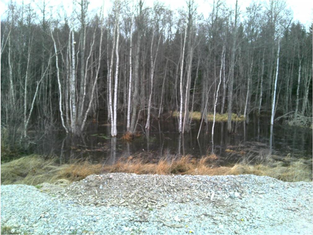 Område 3 Uppskattad area ca 2 500m 2. Vattnet relativt klart men med inslag av trådalger. Observerad häckning av gräsand och äggsamlingar från grodor.