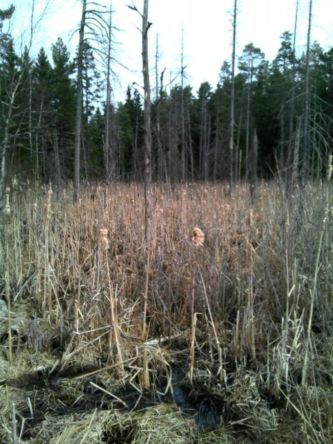 Område 7 Uppskattad area 1 200m 2. Klart vatten, men med förekomst av trådalger. Observerat äggsamlingar från grodor. Figur 25 Område 7. Här hittades vatten 2006.