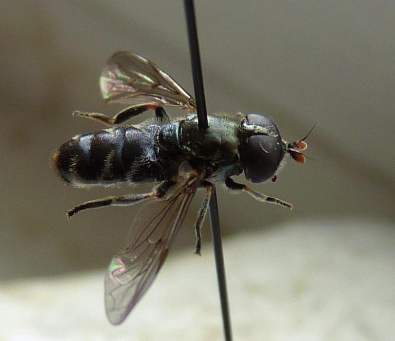 Figur 4. Hane av rödhornig månblomfluga Eumerus ruficornis. Repperda-Åryd, Alseda, SM 2010-06-23. Leg et det. Niklas Johansson. Notera antennernas färg samt den gula bården på bakkroppssegment 4.