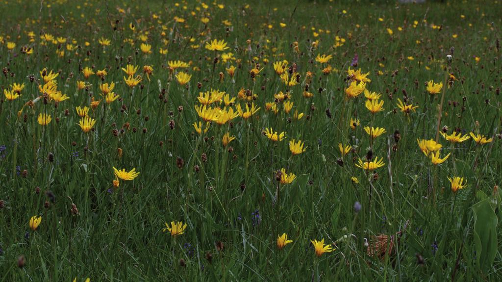 i pannans främre hälft. Strandmånblomflugans antenner saknar också den intensivt rödgula antennfärgen och den gula bården på hanens fjärde bakkroppssegment som finns hos rödhornig månblomfluga.