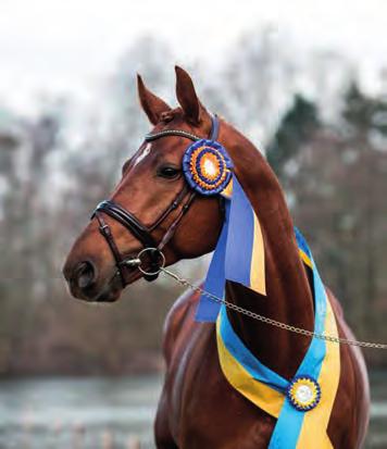 EN TRYGG START LÄGRE PREMIE FÖR DITT FÖL! Heston for U Zuidenwind - Prestige VDL VÅRT HJÄRTA KLAPPAR FÖR HÄSTSVERIGE. Som uppfödare är du viktig för svensk ridsport och för oss på Agria.