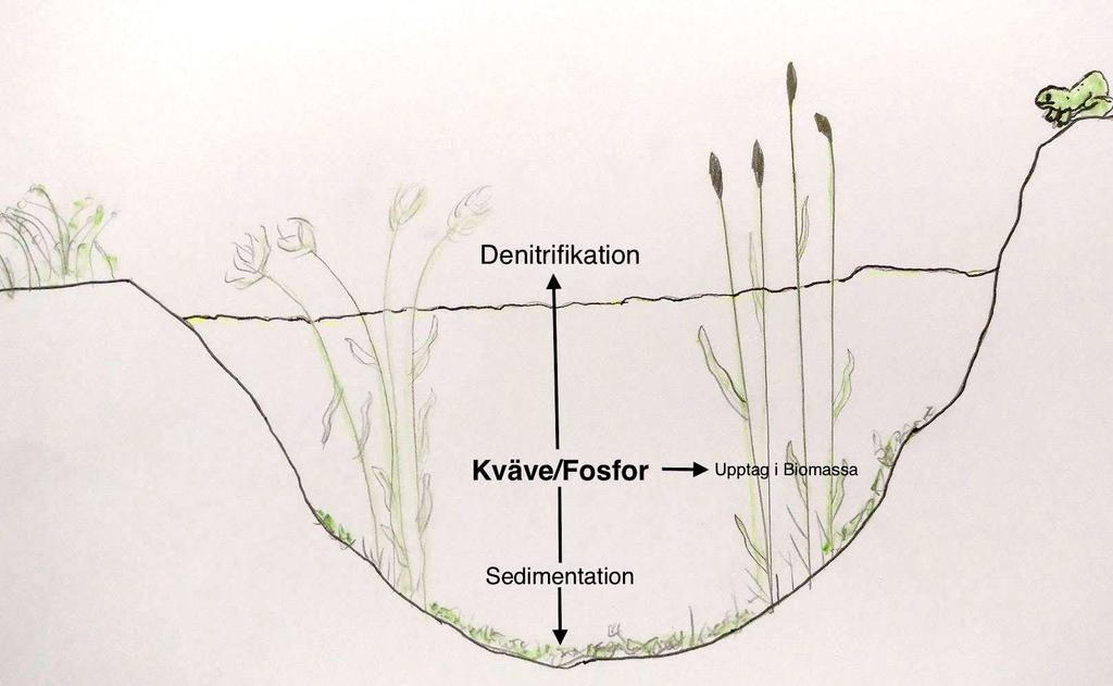 Figur 6. Våtmarker renar vattnet från kväve och fosfor genom denitrifikation, upptag i biomassa och sedimentation. Källa: Fredrik Bongcam. (2017) Inspiration från: Lindkvist, H.