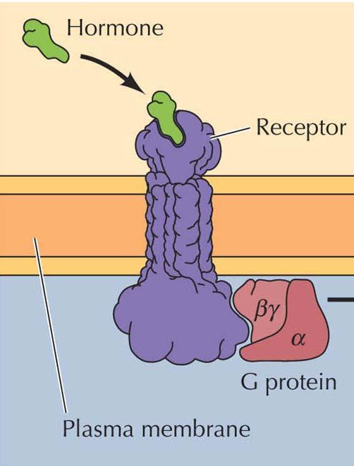 G-proteinkopplade receptorer - G protein 'guanine