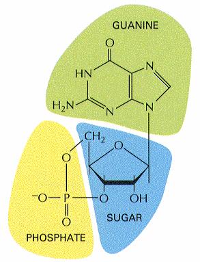 Fler enzymlänkade receptorer protein tyrosin-fosfataser Receptorassocierade proteaser protein-serin/threonin kinas guanylylcyklas ligandbindning ger cyklas-aktivitet GTP -> cgmp cgmp skickar signalen