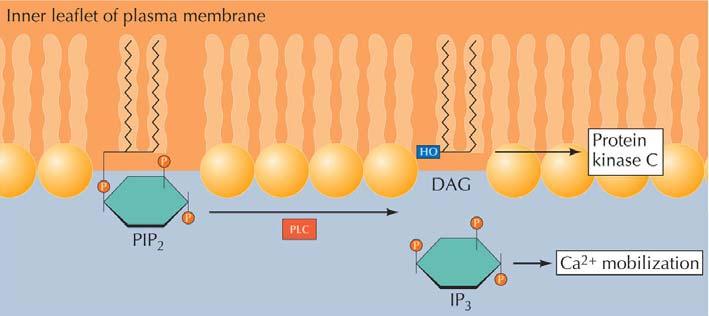 Phospholipase C PLC Kan aktiveras av