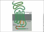 signaling networks Fyra parallella intracellulära signalvägar och förbindelserna mellan dem p p p p p p transmembranreceptor tyrosinkinasreceptor G-protein G-protein fosfolipas