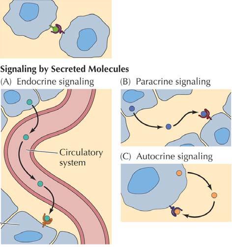 signalering med membran-bundna molekyler tex. vid embryonalutv.