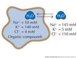 Gatade jonkanaler neurotransmittor öppnar PEPTIDER- binder