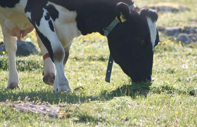 EU-medlemskapet och ersättningen till öppethållande av landskapet och bevarande av biologisk mångfald på betesmarkerna har gett en ökning av arealen betesmark i området.