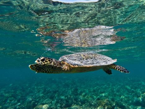 Baa atoll bjuder även på mängder av "manta points" utanför Hanifaru Bay där dykning är Dllåtet. I atollen finns många fina dykplatser med mycket pelagisk fisk och väldigt bra makrodykning.