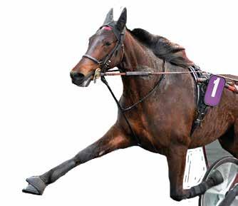 e Pastor Steph - : -0-0,a 000 : --0,a 00 Tot: --0 Tango Gold e Good As Gold Eriksson K S / - / 0, a c c 0 Uppf: Prestera International AB, Lund Jansson T S* / - / 0, a c c 00 Äg: Stall und & Sund
