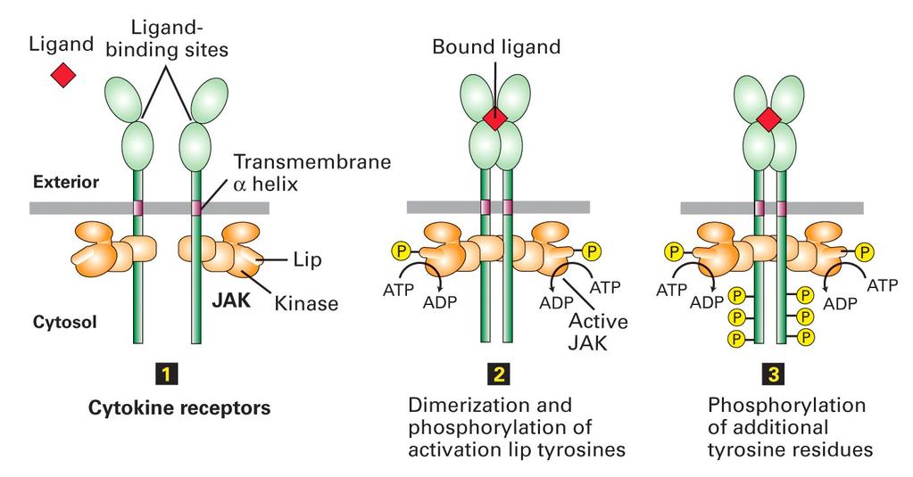 2. Receptorer utan endogent tyrosinkinas (receptorer kopplade till TKs) 40-tal receptorer indelade i 3 huvudgrupper, baserat på receptorenhetssammansättning Receptorerna saknar TK -domän