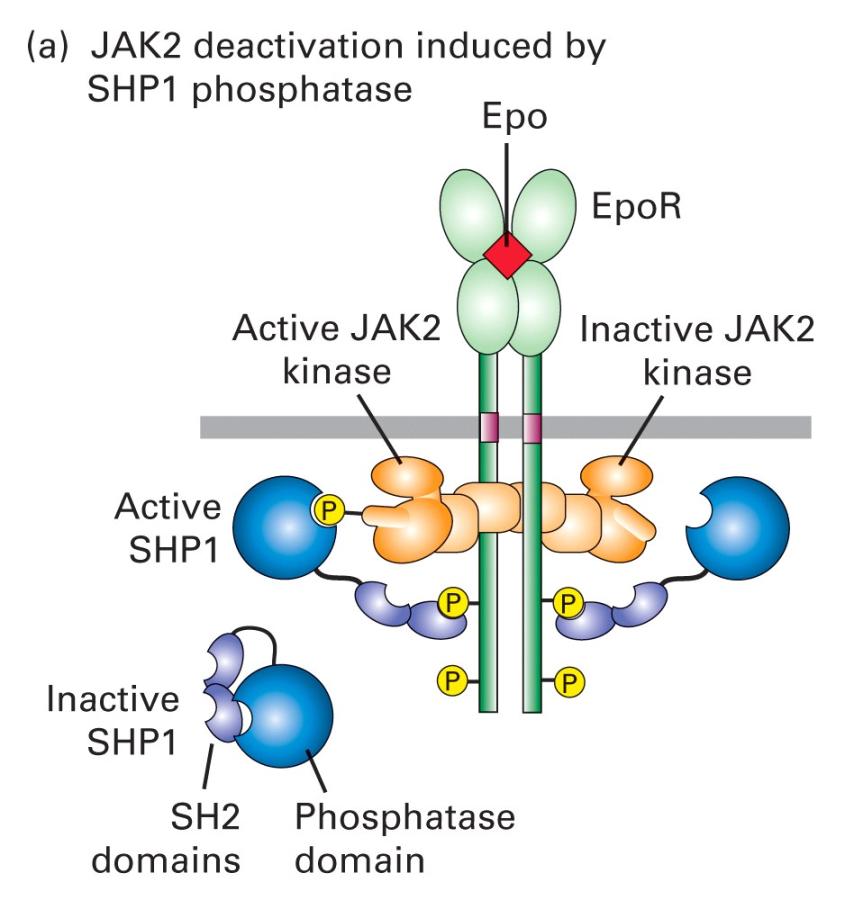 Inducerad signal regleras av fosfataser Signaltransduktionsvägar aktiverade av