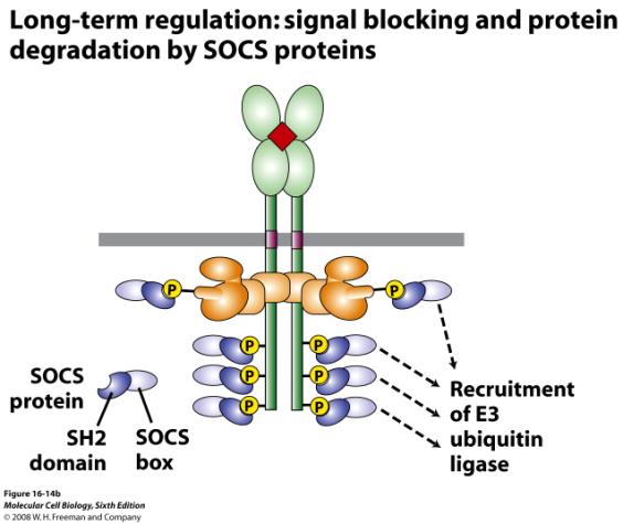 MAPkinas kaskaden Phospholipase Cγ (PLCγ) reglering av intracellulärt Ca 2+