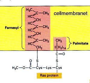 Ras membranbundet Ras sitter på insidan av plasmamembranet med ett sk