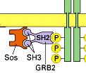 binder up Sos till intracellulära delen på ett RTK.