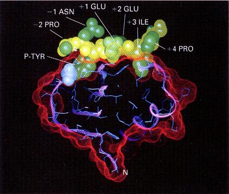 Aktivering av Ras med RTK Adaptorprotein (GRB2) Fosfotyrosin bindande