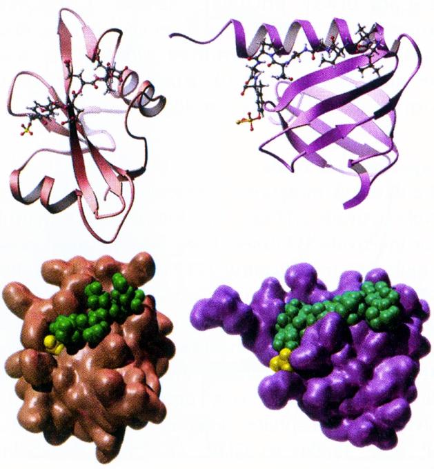 SH2 domänen motsvarar den yta av proteinet som binder till P-Tyrosin