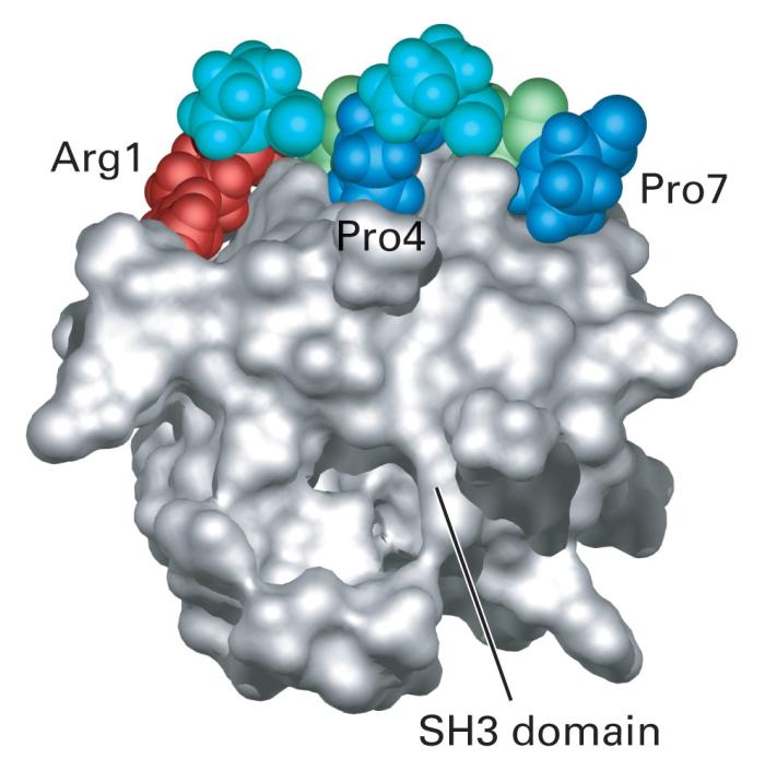 SH3 domänen SH3 domäner finns bla i GRB2 (adaptor proteiner) del av SOS SH3 del av GRB2 SH3 domänen motsvarar den yta av proteinet som binder till prolin-rika regioner i Sos mfl.