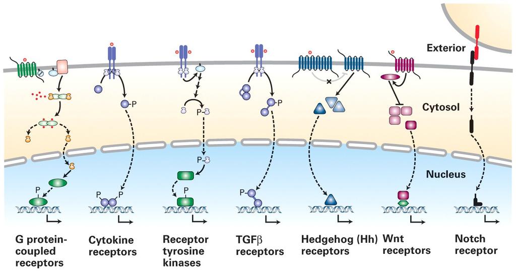 Cellsignalering a) Extracellulär signalering (cellkommunikation) b) Intracellulär signalering
