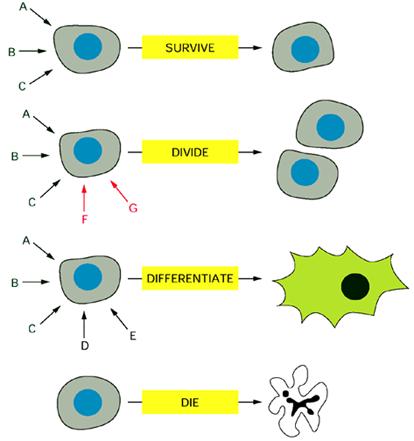 Celler är beroende av olika signaler (A-G) som kommer utifrån Extracellulär signalering I frånvaro av signaler