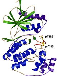 Proteinkinas fosforylerar specifika proteiner Substratspecificitet: Aminosyran: Serin/threoninrester (S/T) Tyrosinrester () Tyrosin och Serin/Threonin (, S/T) Dual