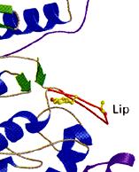 Fosforyleringen kan leda till: Ändrad protein-interaktion: se ex. a ex.